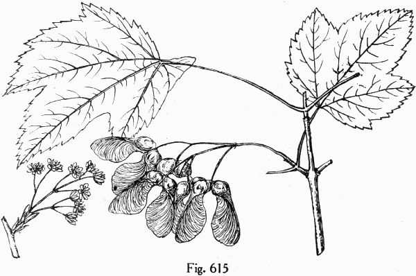 Fig. 615
