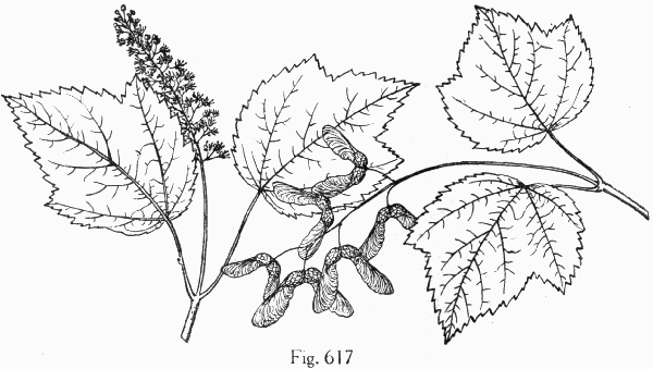 Fig. 617