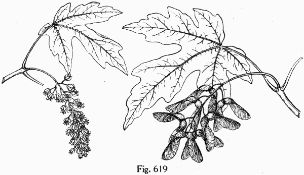 Fig. 619