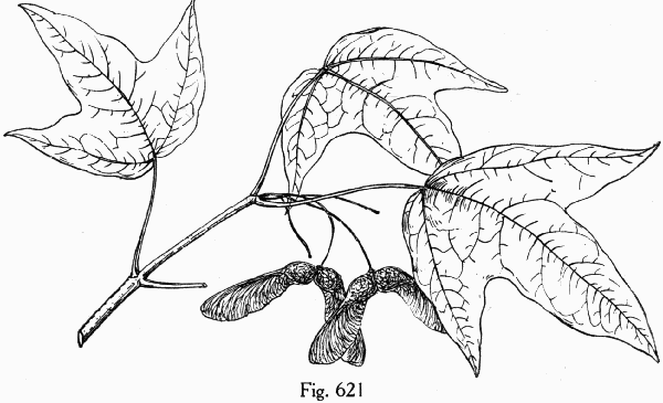 Fig. 621