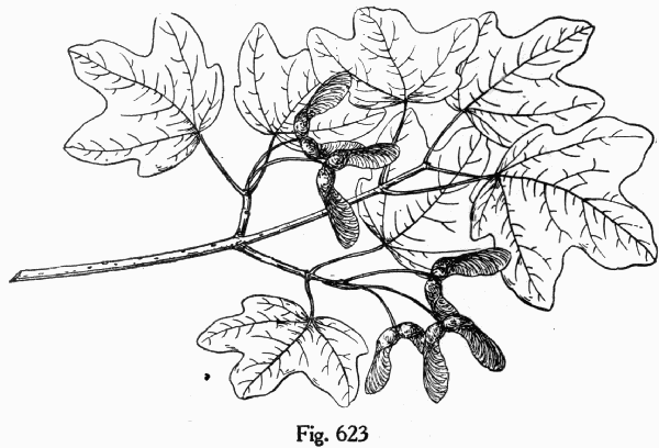 Fig. 623
