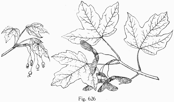 Fig. 626