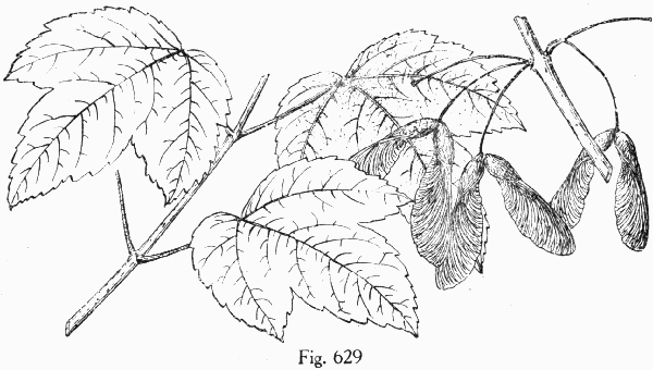 Fig. 629