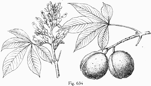 Fig. 634