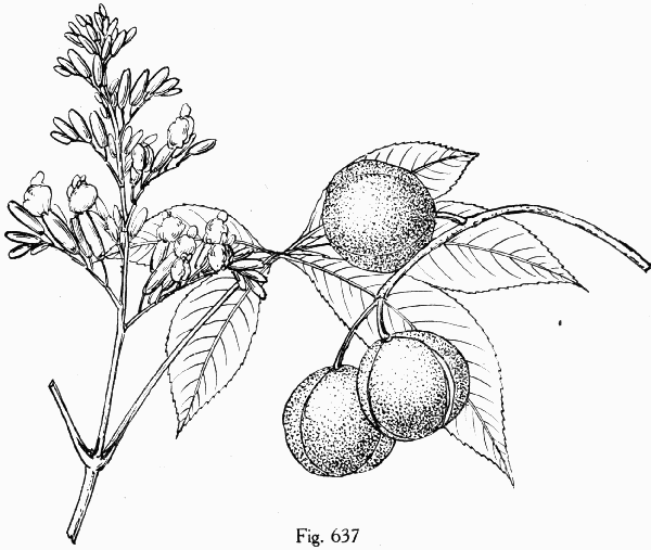 Fig. 637