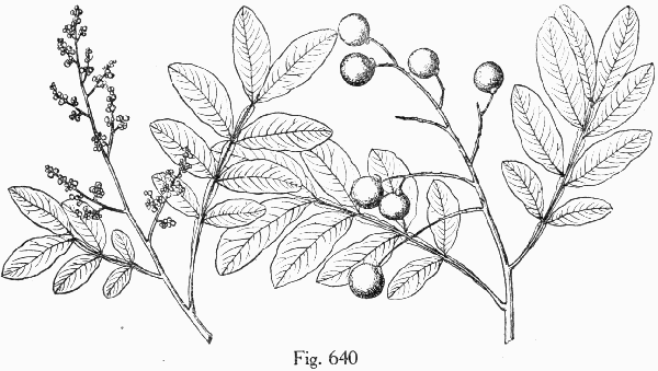 Fig. 640