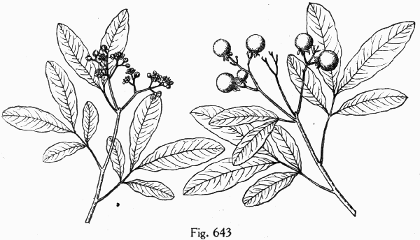 Fig. 643