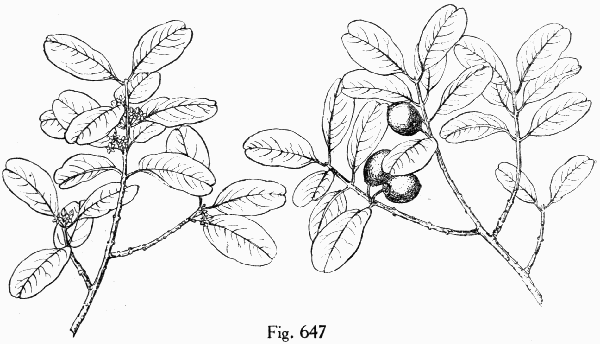 Fig. 647