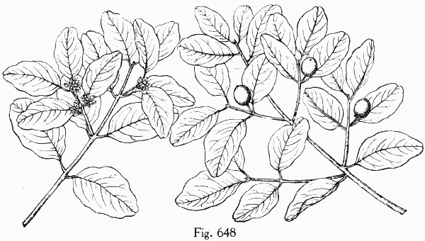 Fig. 648