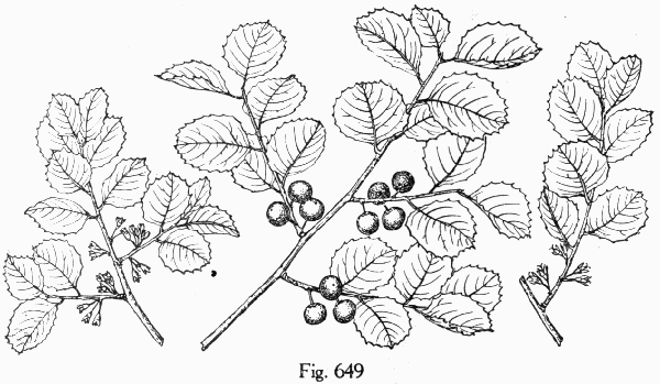 Fig. 649