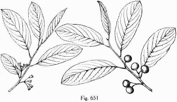 Fig. 651