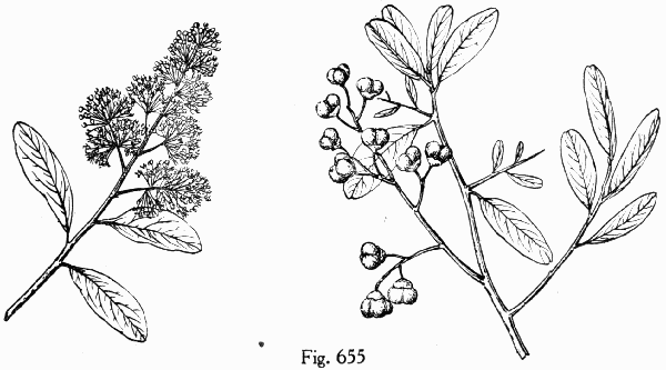Fig. 655