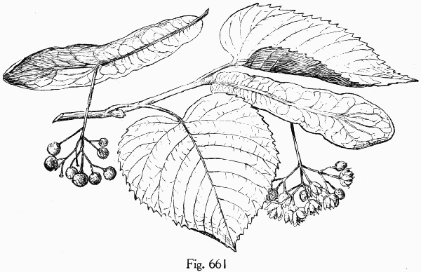 Fig. 661