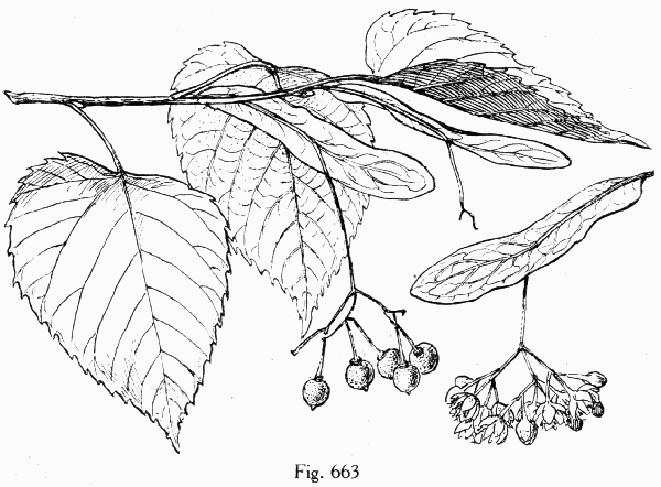 Fig. 663