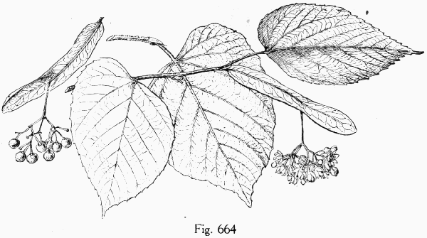Fig. 664