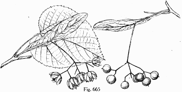 Fig. 665