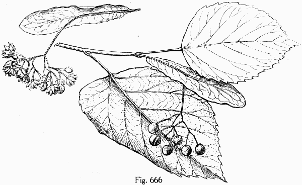 Fig. 666