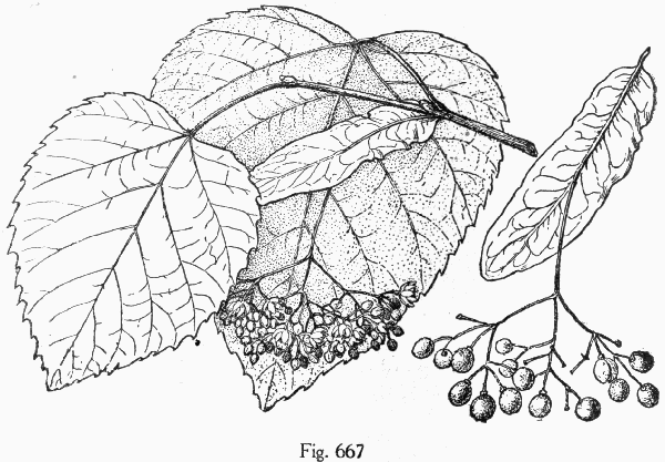 Fig. 667