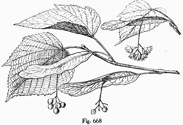 Fig. 668