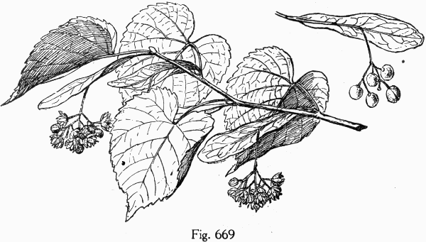 Fig. 669