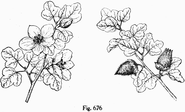 Fig. 676