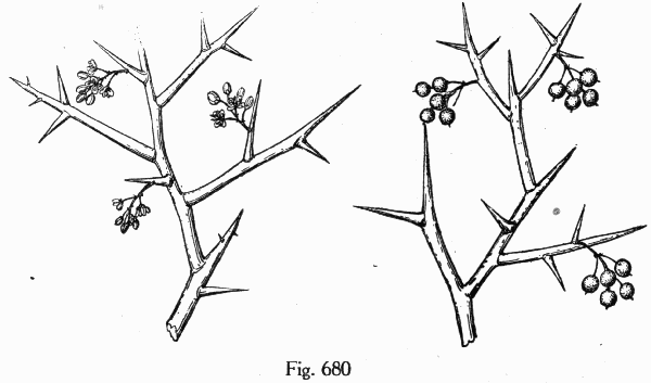 Fig. 680