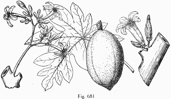 Fig. 681