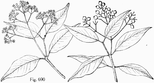 Fig. 690