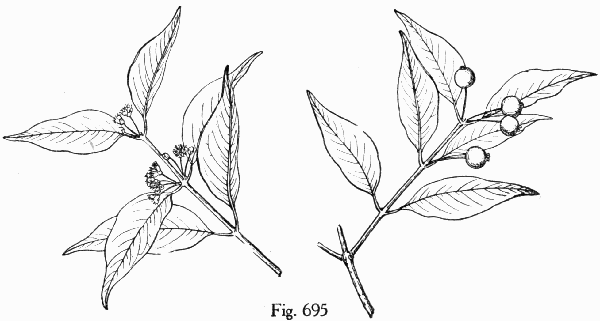 Fig. 695