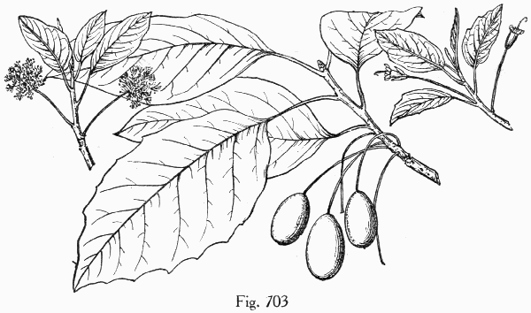 Fig. 703