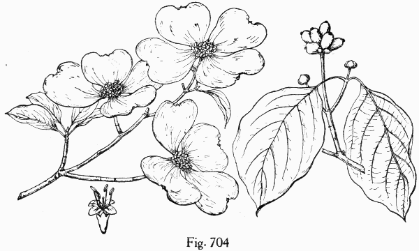 Fig. 704