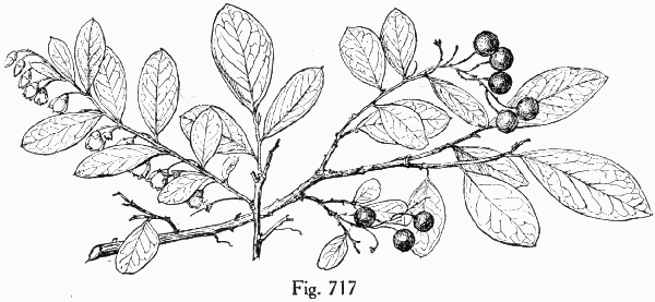 Fig. 717