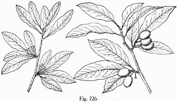 Fig. 726