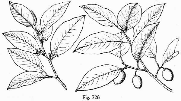 Fig. 728