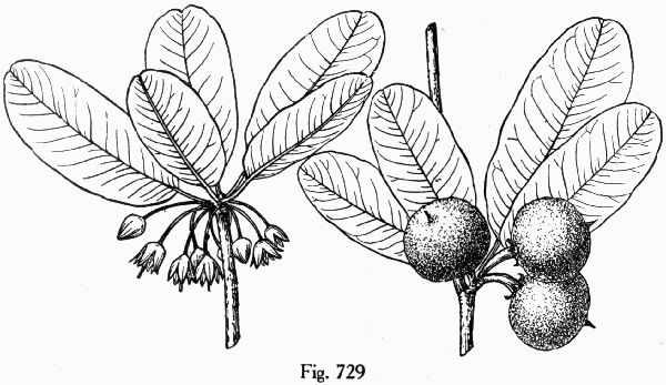 Fig. 729