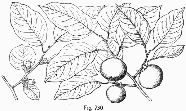 Fig. 730