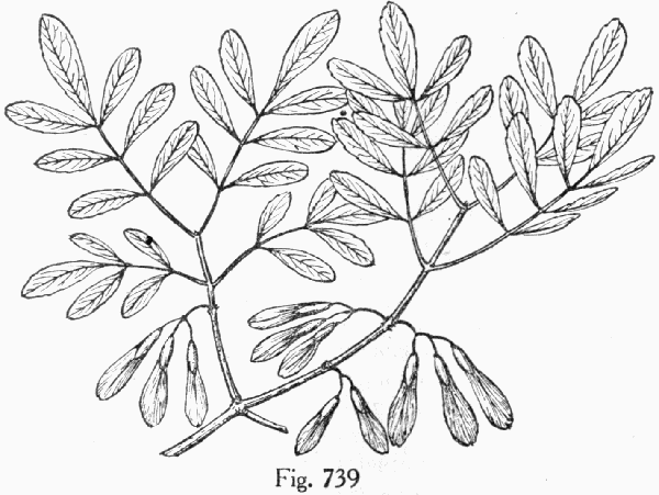Fig. 739