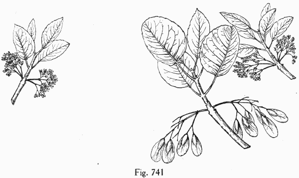 Fig. 741