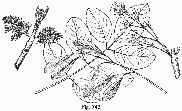 Fig. 742
