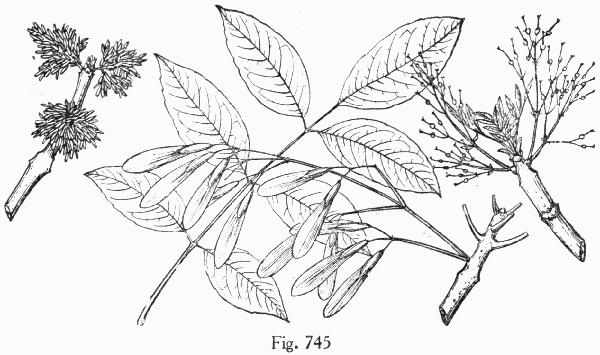 Fig. 745