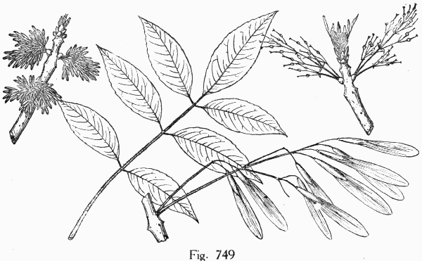 Fig. 749