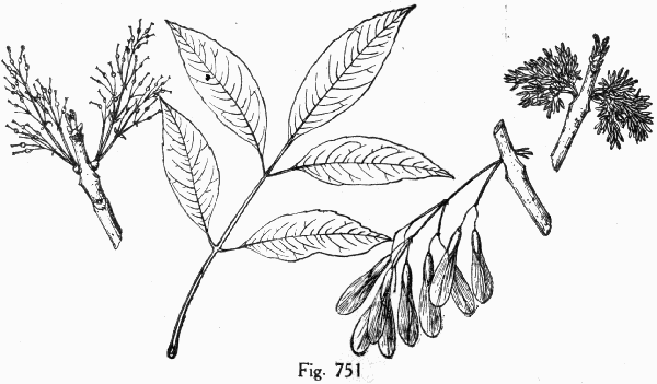Fig. 751
