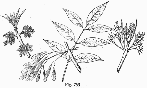 Fig. 753