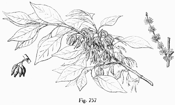 Fig. 757