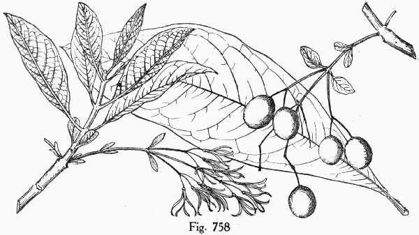 Fig. 758