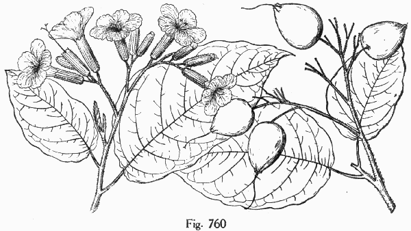 Fig. 760