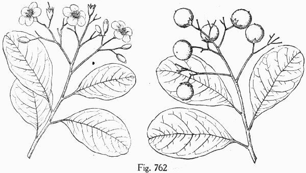 Fig. 762