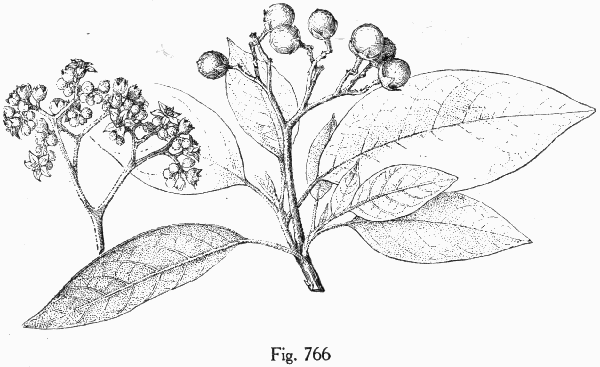 Fig. 766