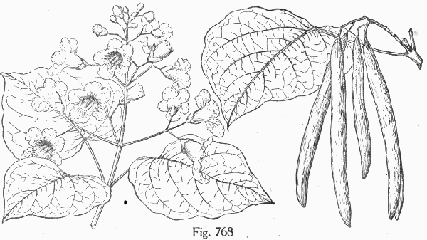 Fig. 768
