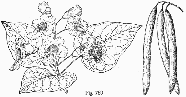 Fig. 769